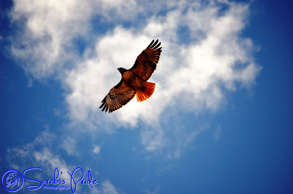 Award Winning - Flying Overhead