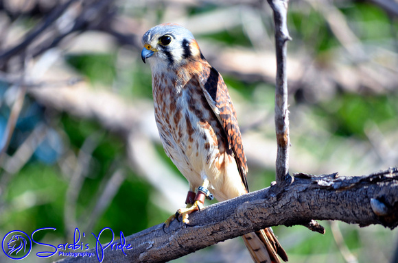 American Kestrel_0344