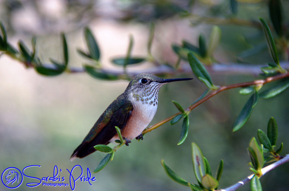 Hummingbird_0200