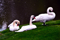 Family of Swans_0591