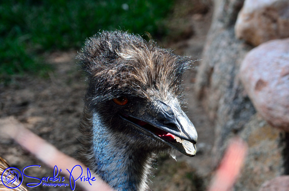 Emu